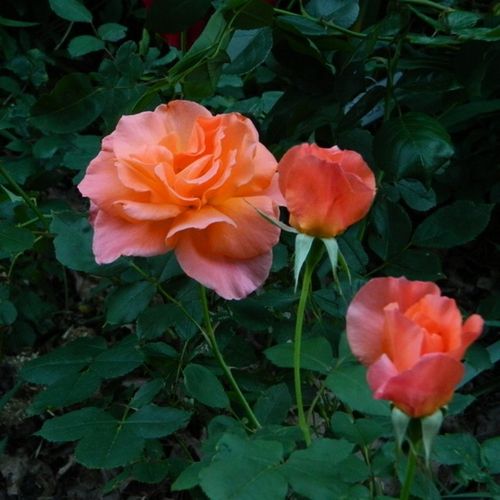 Oranžově lososová - Stromkové růže, květy kvetou ve skupinkách - stromková růže s keřovitým tvarem koruny
